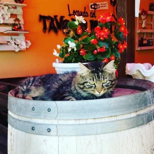 Locanda Del Tavolo Matto Potenza Picena Ngoại thất bức ảnh